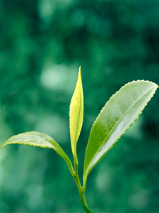 It's about the TEA! This is where it all begins