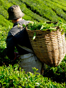 Selling Fair Trade: Pros and cons Picking Tea