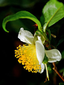 Have you ever seen a tea flower?