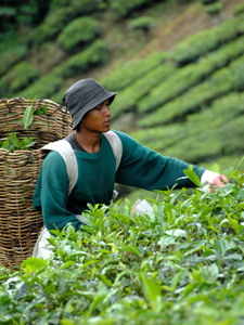 Socially conscious tea